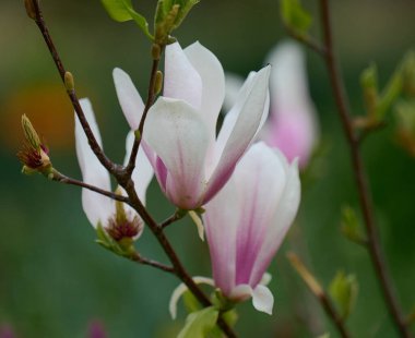 Parkta beyaz manolyalı Bush, bahar günü