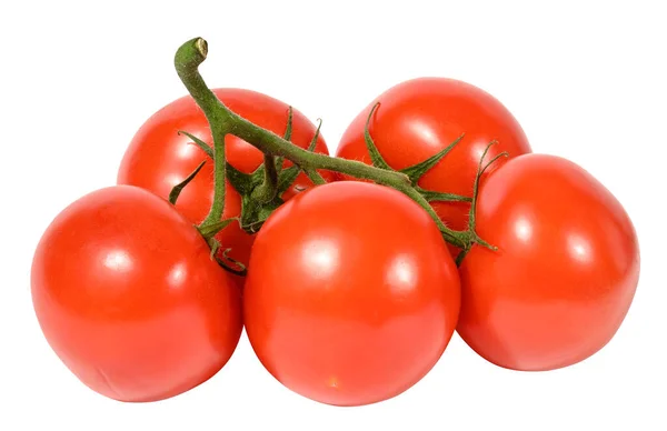 红色成熟的西红柿 绿色枝条 白色背景 健康的蔬菜 — 图库照片