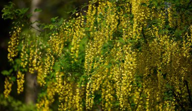 Laburnum ağacı ya da parkta bir bahar günü altın yağmuru