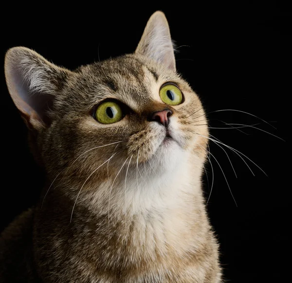 Porträt Einer Erwachsenen Grauen Katze Rasse Straight Scottish Auf Schwarzem — Stockfoto