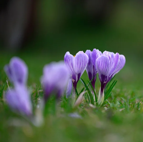 Kwitnące Krokusy Zielonymi Liśćmi Ogrodzie Wiosenne Kwiaty — Zdjęcie stockowe