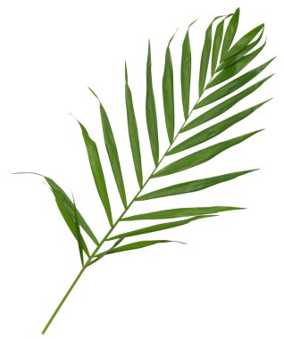 Hamedorea 'nın yeşil yaprağı beyaz arka planda zarif, üst manzara