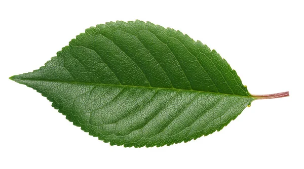Зеленый Вишневый Лист Белом Изолированном Фоне — стоковое фото