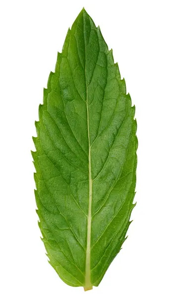 Zielony Liść Mięty Białym Izolowanym Tle Zbliżenie — Zdjęcie stockowe
