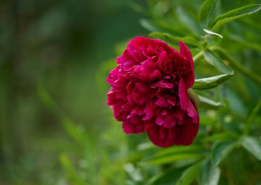 Bahçede yeşil yapraklı kırmızı şakayık tomurcuğu
