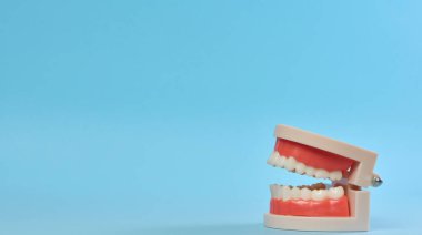 Mavi arkaplanda beyaz dişli bir insan çenesinin plastik modeli, boşluğu kopyala