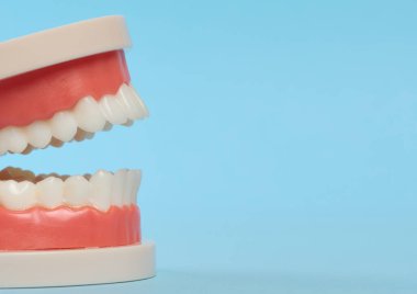 Mavi arkaplanda beyaz dişli bir insan çenesinin plastik modeli, boşluğu kopyala