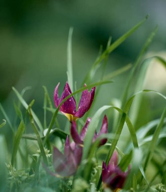 Bahçede açan kırmızı laleler yeşil çimlerin arasında, ilkbahar günü