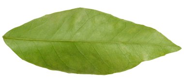 Beyaz izole arkaplanda yeşil bir Clementine yaprağı, üst görünüm