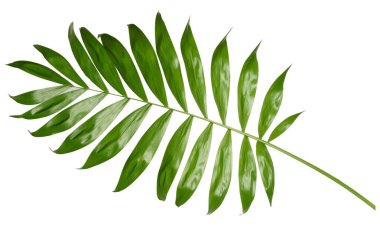 Beyaz arkaplanda yeşil palmiye dalı izole