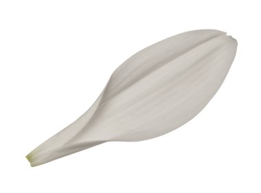 İzole edilmiş arka planda beyaz kasımpatı çiçeği yaprağı