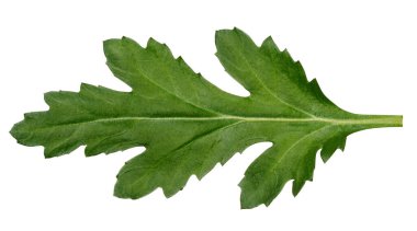 İzole edilmiş arka planda yeşil kasımpatı yaprağı