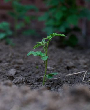 Bahçe yatağında yeşil yapraklı ahududu filizi