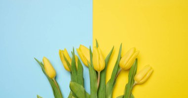 Sarı arka planda yeşil yapraklı, çiçek açan sarı laleler.