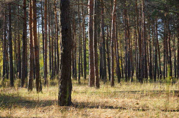 Dense pine forest on a summer day, Kherson region, Ukraine