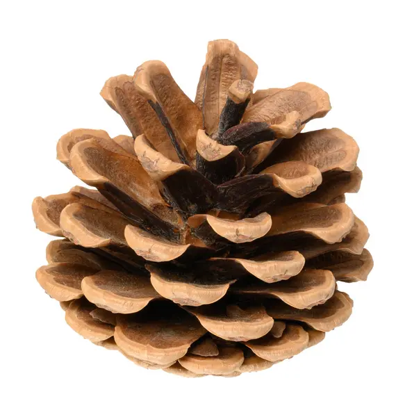 Brown Dry Pine Cone Isolated Background Close — Stock Photo, Image