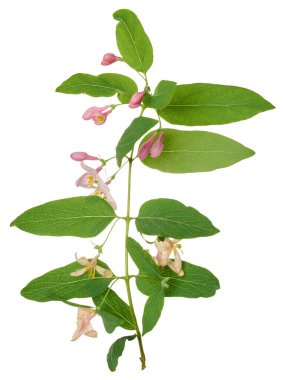 Yeşil yapraklı hanımeli dalı ve izole edilmiş arka planda pembe çiçekler