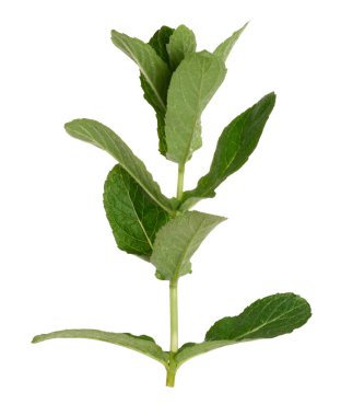 Beyaz izole arkaplanda yeşil nane yaprağı, kapat