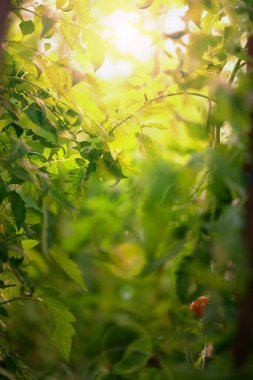 Green tomato leaves in the garden, selective focus