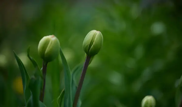 stock image Unblown tulip buds among green grass on a spring day