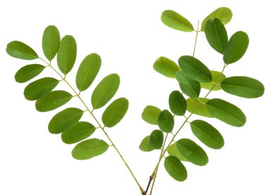 İzole edilmiş arkaplanda yeşil yapraklı akasya dalı