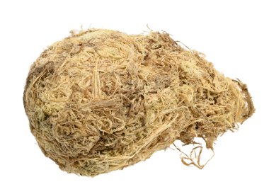 Beyaz izole arkaplanda orkideler için Sphagnum yosunu, kapat