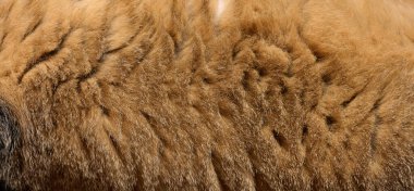 Gri kedi kürkü dokusu, tam kare. Kapat.