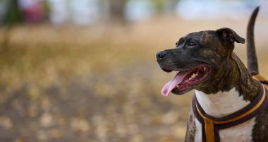 Yetişkin kahverengi Amerikan Pitbull Terrier bir sonbahar parkında duruyor ve yan tarafa bakıyor..