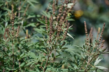 Ağaç, bahçesinde olgunlaşmamış meyveler olan masum bir çalılıktır. Vitex agnus-castus