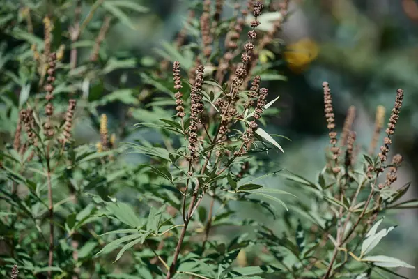 Ağaç, bahçesinde olgunlaşmamış meyveler olan masum bir çalılıktır. Vitex agnus-castus