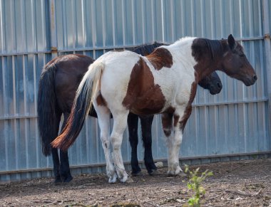 İki yetişkin at çitin yanında duruyor.