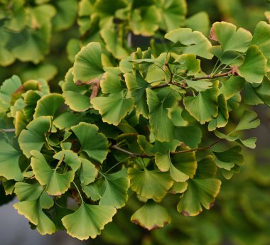 Bir sonbahar gününde yeşil yapraklı bir ağaç. Ginkgo bilobed