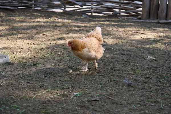 Evcil tavuk yaz günü dışarıda yürüyor.