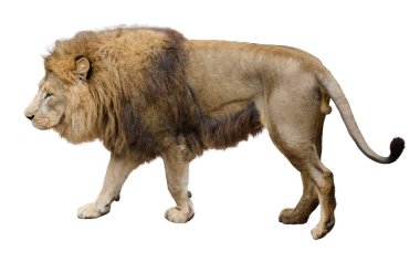 Yetişkin aslan yürüyüşü, yan görüş. İzole edilmiş arkaplanda hayvan