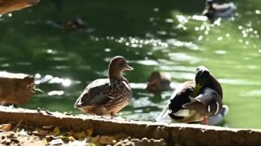 Yaban ördeği, yan görüş, ağaçların gölgesinde yerde duruyor. Kahverengi benekli tüyler, doğal yaşam alanı, yumuşak güneş ışığı
