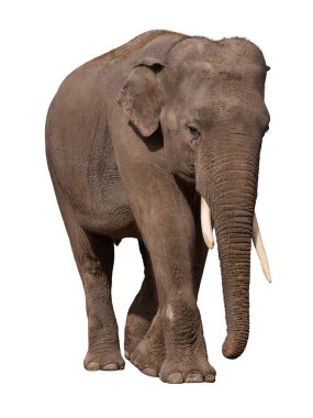 İzole edilmiş arka planda dişleri olan yetişkin bir fil, hayvan yürüyüşü