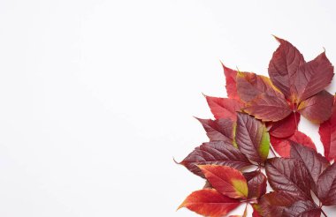 Beyaz arka planda Parthenocissus quinquefolia çalısı kırmızı yaprağı, üst manzara. Boşluğu kopyala