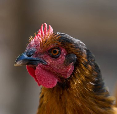 Evcil tavuk bir yaz günü dışarıda yürüyor, horoz.