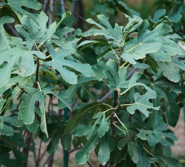 Bahçede yeşil yapraklı incir çalıları