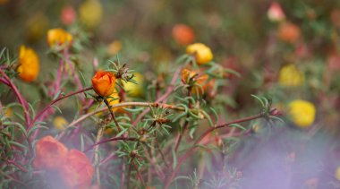 Yıllık sulu bitkiler ve renkli çiçekler. Bir yaz günü bahçede. Portekiz ihtişamı