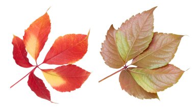 İzole edilmiş arka planda Partenocissus quinquefolia çalılığının kırmızı yaprağı