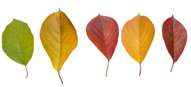 Yeşil, sarı ve kırmızı kiraz ağacı yaprakları izole arka planda, doğanın döngüsü