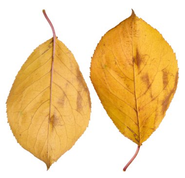 İzole edilmiş arka planda sarı kiraz yaprağı, yakın plan. Ayarla