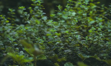 Bir yaz günü bahçede nane fidanı yetiştiriyorum.