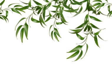 İzole edilmiş arka planda yeşil yaprak sarmaşık bitkisi. Katman yapacak çok dal var.