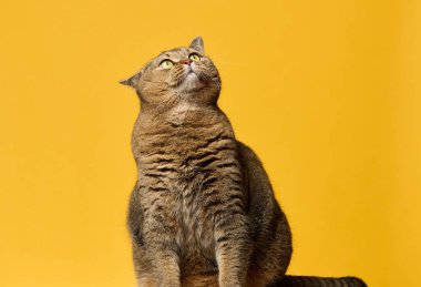 Yetişkin gri kulaklı kedi yukarı bakıyor, sarı arka planda oturuyor.