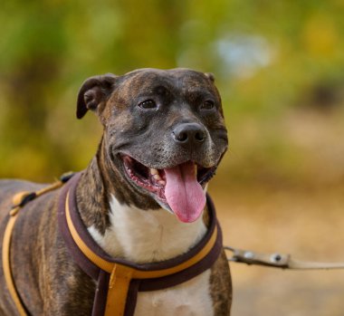 Köpek Amerikan pitbull teriyeri sonbahar parkında durup kameraya bakar. Dili ağzından çıkmış.