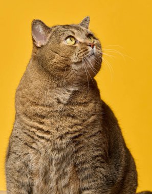 Sarı gözlü kahverengi kedi, parlak sarı bir arka plana doğru bakıyor. Kedinin yuvarlak bir yüzü ve tuhaf bir ifadesi var..