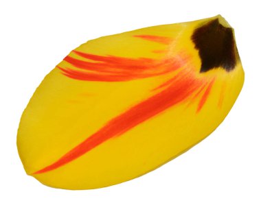 Koyu tabanlı sarı lale yaprağı, izole edilmiş arka plan.