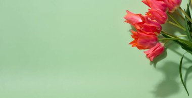 Dalgalı yapraklı, yeşil saplı canlı pembe laleler yumuşak, yeşil bir zemin üzerinde uzayı kopyalayabilir.